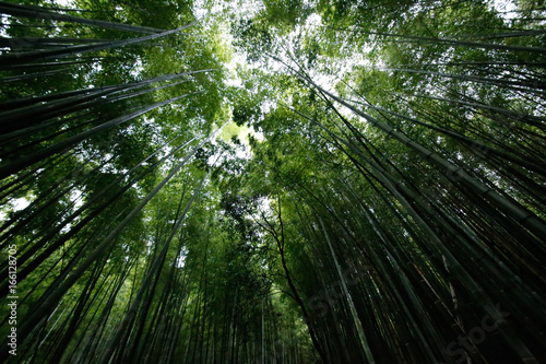 Wallpaper Mural arashiyama　.bamboo Torontodigital.ca