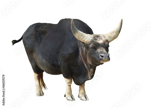 Bull isolated photo