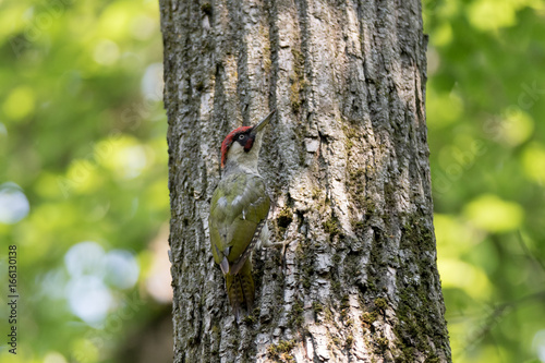 Green Woodpecker (Picus viridis).