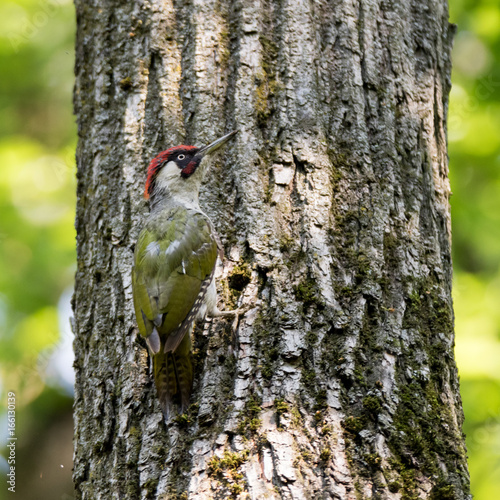 Green Woodpecker (Picus viridis).