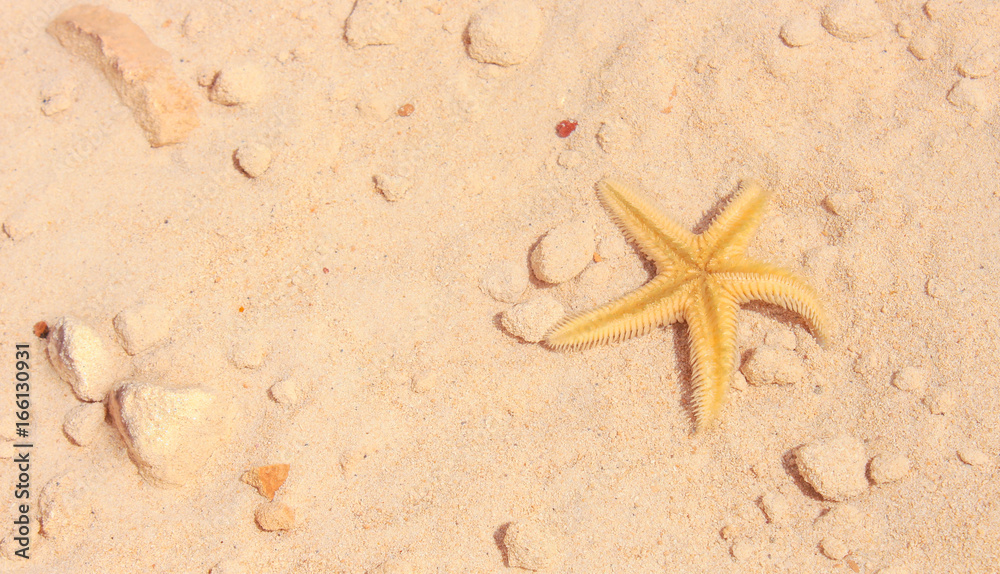 Starfish on the Beach / Starfish on the Beach with Sand in the background Starfish on the Beach / Starfish on the Beach with Sand in the background