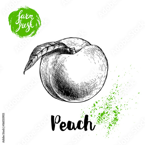 Hand drawn sketch style peach fruit. Vector illustration of fresh farm food.