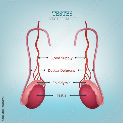 Male Testes Image