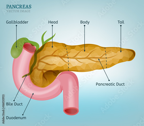 Pancreas Vector Image
