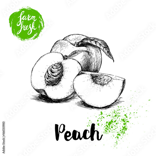 Hand drawn sketch style peach fruit. Farm fresh eco food vector illustration. Ripe peach, peach slices.
