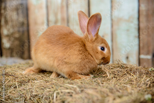 red little rabbit with long ears in the manger