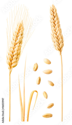 Isolated wheat collection. Two ripe wheat ears on stems, leaves and peeled grains isolated on white background with clipping path