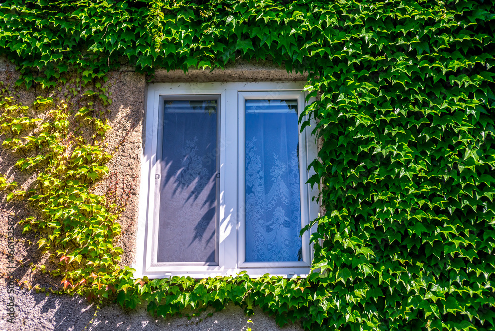 Old building window framed by ivy leaves