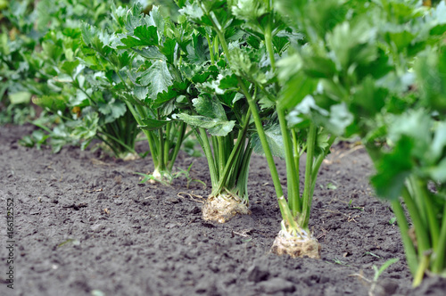close-up of celery plantation (root vegetable) in the vegetable garden 