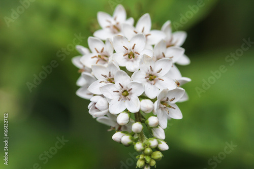 white buds