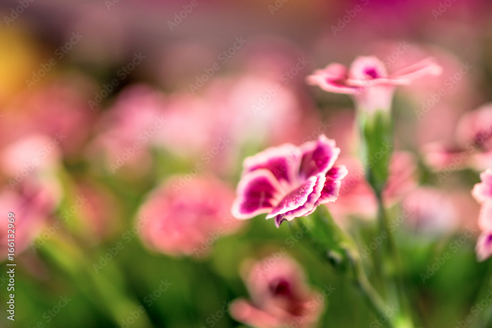 rosa flowers background close-up macro. Spring summer border template floral background. greeting and celebration card.