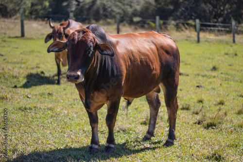bull on field