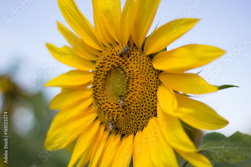 Sunflower with bees
