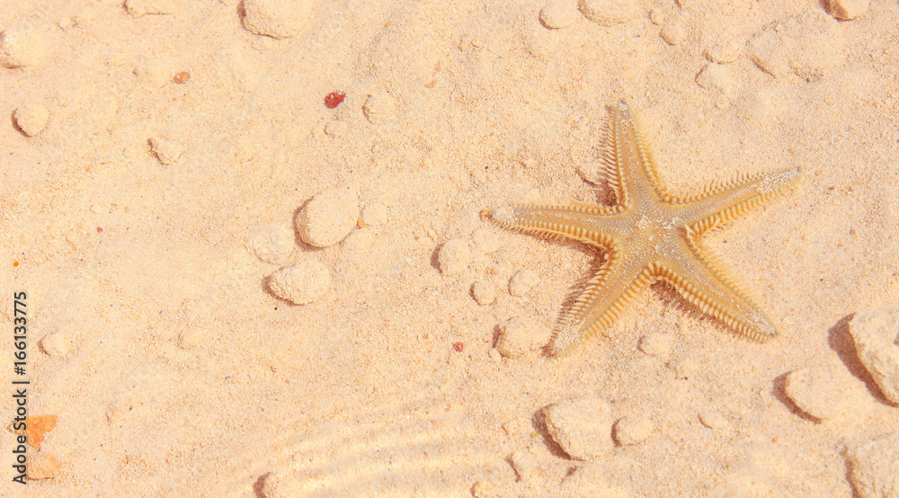 Starfish on the Beach / Starfish on the Beach with Sand in the background Starfish on the Beach / Starfish on the Beach with Sand in the background