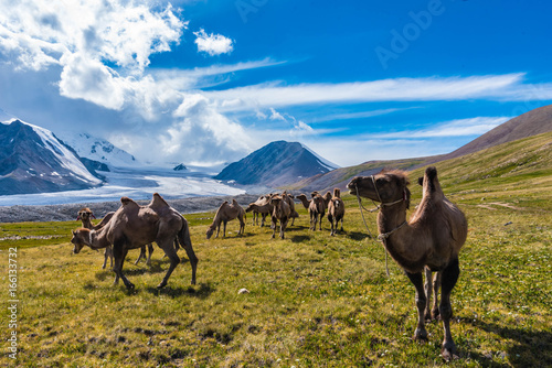 Kamele im Altai Tavan Bogd, Gegenlicht photo