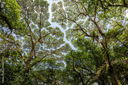 The Monteverde tree canopy