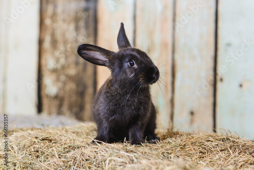 black little rabbit with long ears in the manger