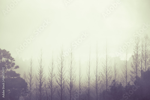 Vintage Misty Forest