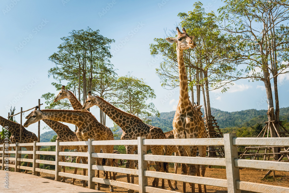 Fototapeta premium Giraffes living in nature.