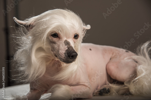 Cute white chinese crested dog on a dark background