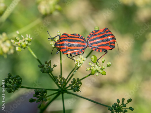 Colorful shield bug on the top of green leaf. Red black insect Pentatomidae close-up. photo