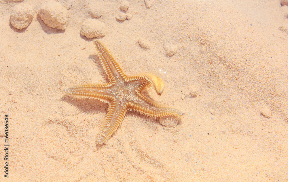 Starfish on the Beach / Starfish on the Beach with Sand in the background Starfish on the Beach / Starfish on the Beach with Sand in the background