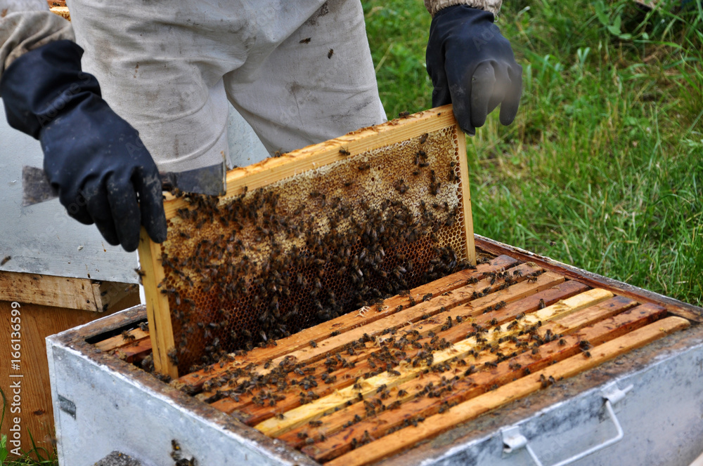 Beekeeper from the hive takes out a frame with bees Beekeeper from the hive takes out a frame with bees