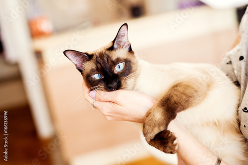 Fototapeta Naklejka Na Ścianę i Meble -   Woman is holding Siamese kitten in her hands.