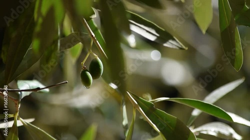 Olea europaea Ελιά Olivo Oliveraie Olivier  Olivera Aceituno Ulivo Video Ulliri Oliveira זית אירופי 油橄欖 Zeytin Olivenbaum زيتون Olijf Oliwka europejska Олива Olive европейская 