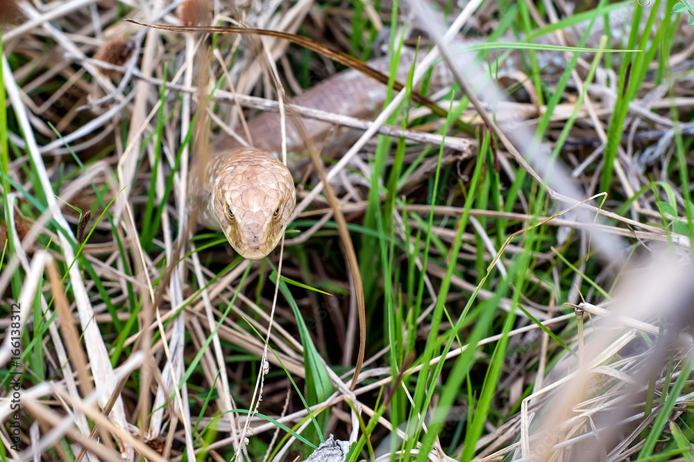 Sheltopusik legless lizard or Pseudopus apodus Sheltopusik legless lizard or Pseudopus apodus