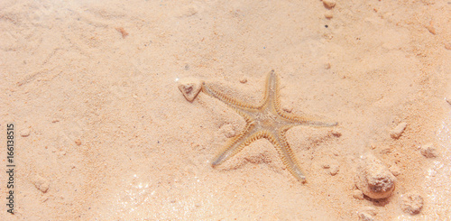 Starfish on the Beach / Starfish on the Beach with Sand in the background