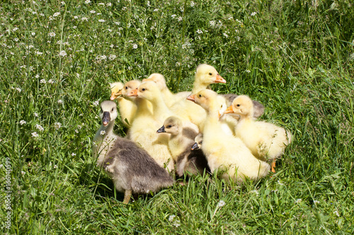 A flock of little geese grazing in green grass