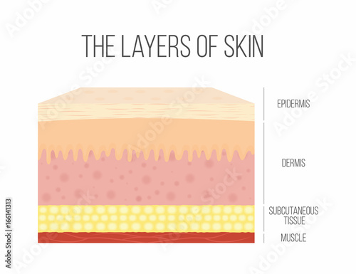 Skin layers. Healthy, normal human skin