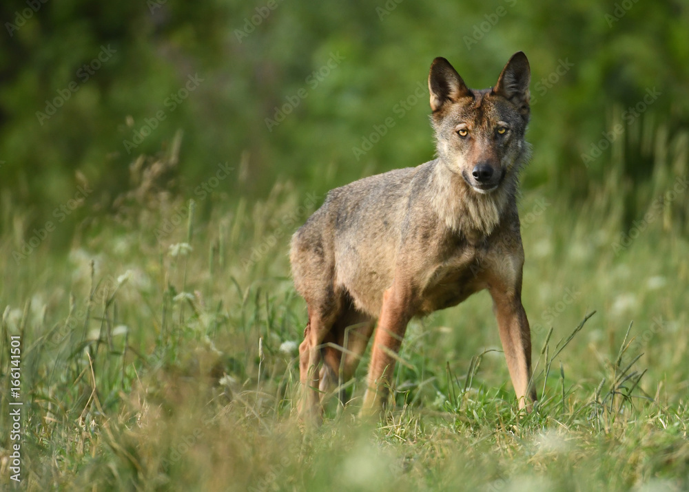 Grey wolf (Canis lups)