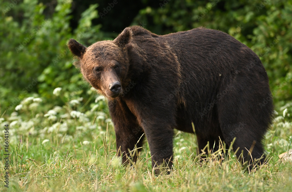 Wild brown bear (Ursus arctos)