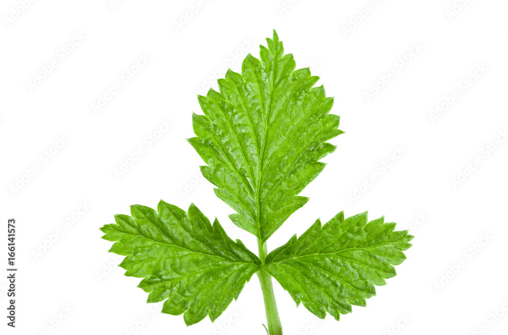 Fresh raspberry leaf isolated on white background Fresh raspberry leaf isolated on white background