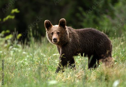 Wild young brown bear (Ursus arctos)