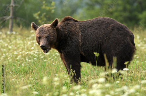 Wild brown bear (Ursus arctos)