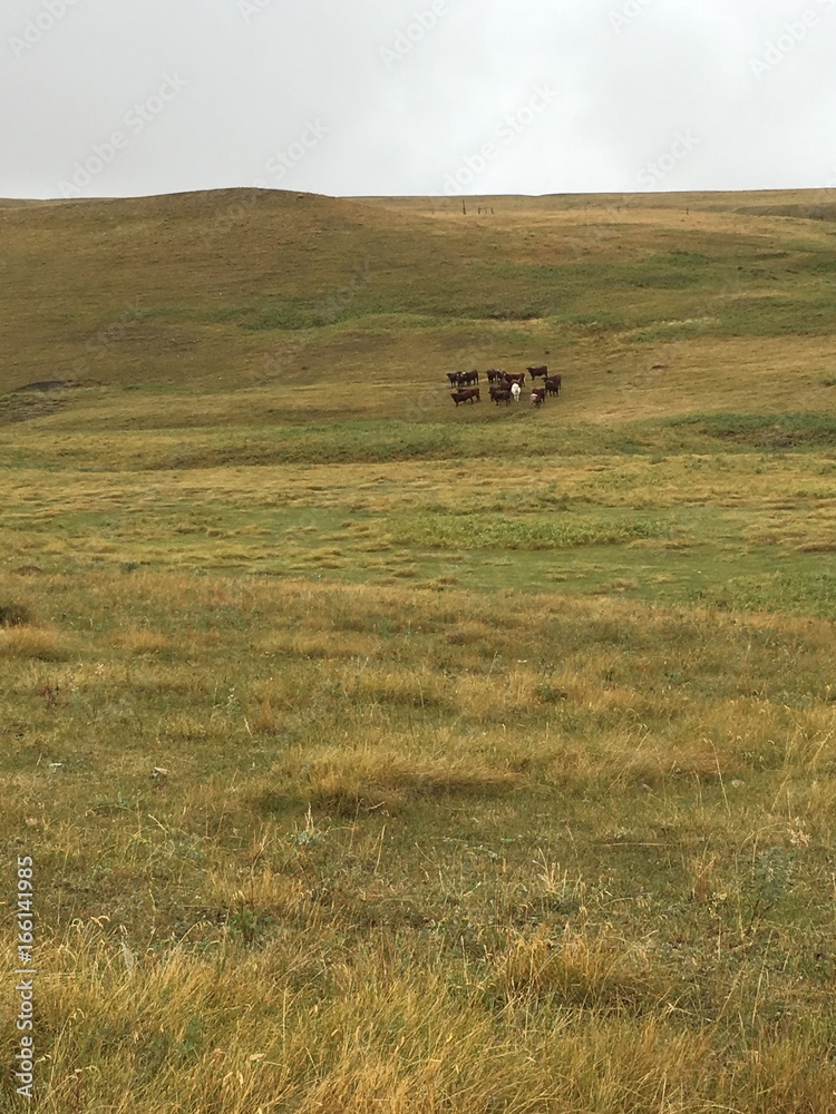 Obraz premium Lone White Cow