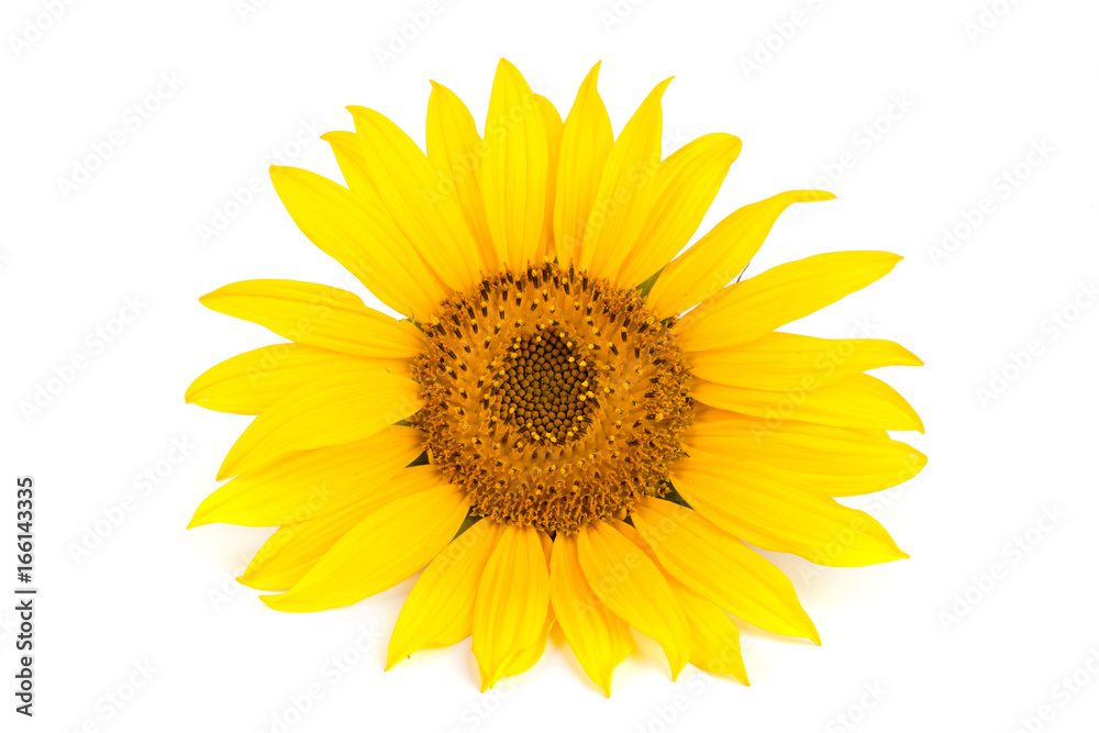 sunflower isolated on white background close-up sunflower isolated on white background close-up