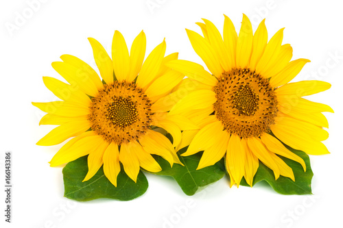 Two sunflowers with leaves isolated on white background