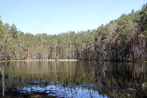 Lake in the forest