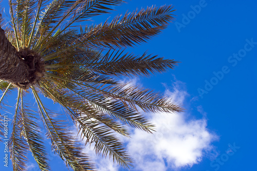 palm on blue sky background with clouds