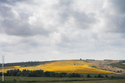 field with blooming sunflowers in the sun, under a cloudy sky