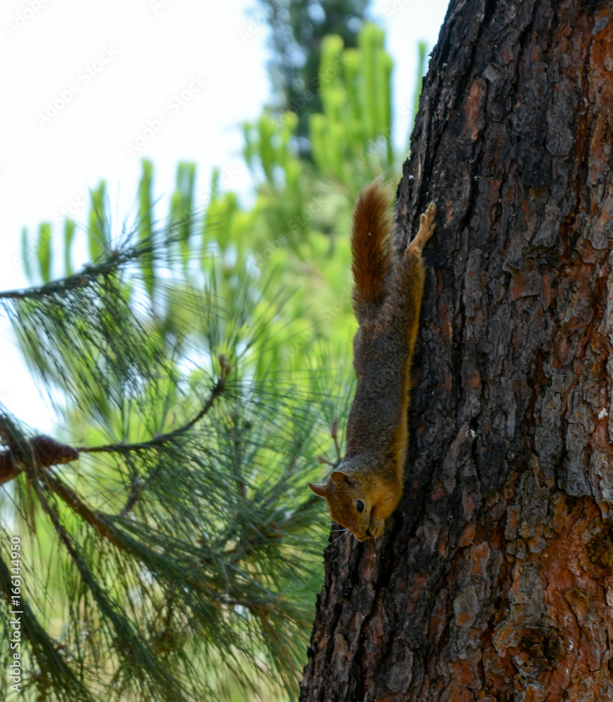 Squirrel on the Pine Tree.