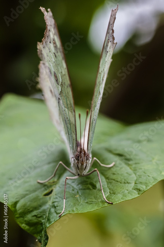 ,Vlindertuin De Passiflorahoeve photo