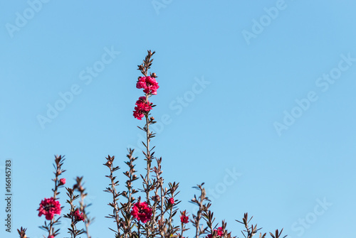 close up of purple manuka tree flowers against blue sky