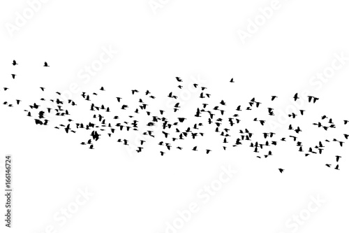 a large flock of black birds flying against a white sky isolated