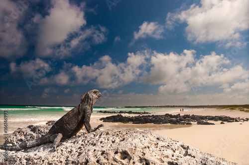 The beach in the Galapagos Islands. The marine iguana. Ecuador. Galapagos Islands.