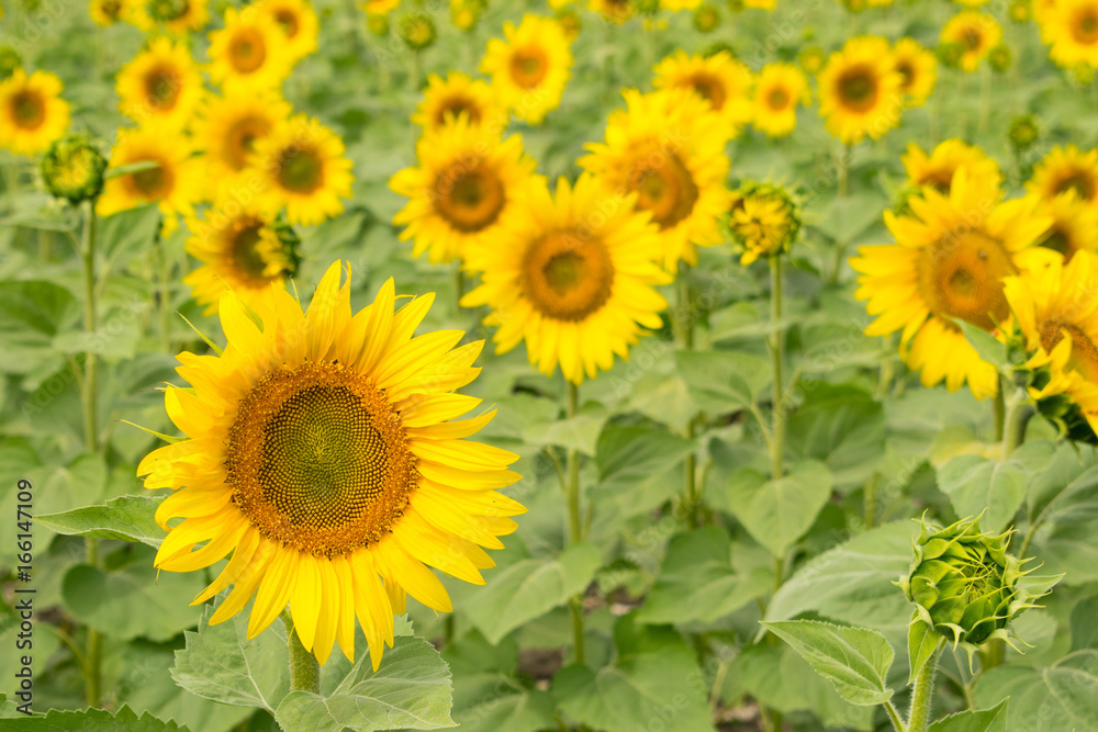 Sunflower field. Bright yellow green floral background. Growing sunflower. Selective focus